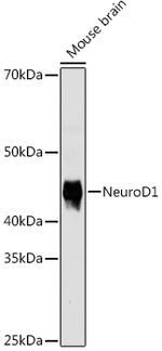 NeuroD1 Antibody in Western Blot (WB)