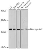 Neurogenin 2 Antibody in Western Blot (WB)