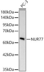 NR4A1 Antibody in Western Blot (WB)