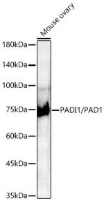 Peptidylarginine Deiminase Antibody in Western Blot (WB)