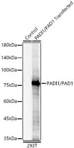 Peptidylarginine Deiminase Antibody in Western Blot (WB)