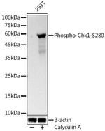 Phospho-Chk1 (Ser280) Antibody in Western Blot (WB)