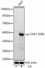 Phospho-Chk1 (Ser280) Antibody in Western Blot (WB)