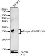 Phospho-4EBP1 (Ser65) Antibody in Western Blot (WB)