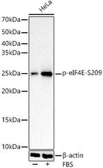 Phospho-eIF4E (Ser209) Antibody in Western Blot (WB)