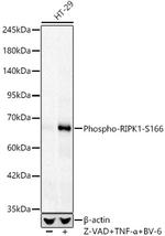 Phospho-RIP1 (Ser166) Antibody in Western Blot (WB)