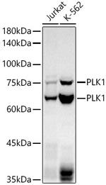 PLK1 Antibody in Western Blot (WB)