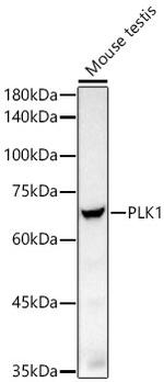 PLK1 Antibody in Western Blot (WB)