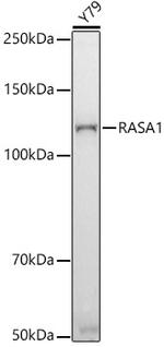 RASA1 Antibody in Western Blot (WB)