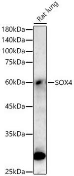 SOX4 Antibody in Western Blot (WB)