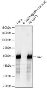 WWTR1 Antibody in Western Blot (WB)