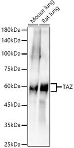 WWTR1 Antibody in Western Blot (WB)