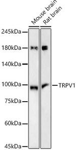 TRPV1 Antibody in Western Blot (WB)