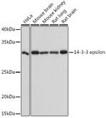 14-3-3 epsilon Antibody in Western Blot (WB)