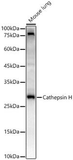 Cathepsin H Antibody in Western Blot (WB)