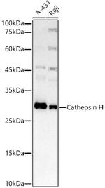 Cathepsin H Antibody in Western Blot (WB)