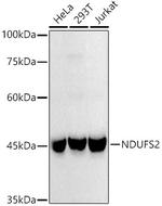 NDUFC2 Antibody in Western Blot (WB)