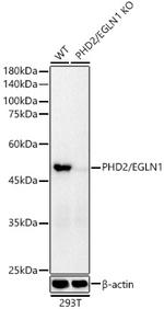 PHD2 Antibody in Western Blot (WB)