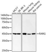 RAR gamma-1,2 Antibody in Western Blot (WB)