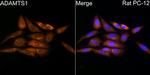 ADAMTS1 Antibody in Immunocytochemistry (ICC/IF)