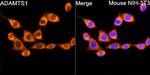 ADAMTS1 Antibody in Immunocytochemistry (ICC/IF)