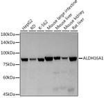 ALDH16A1 Antibody in Western Blot (WB)