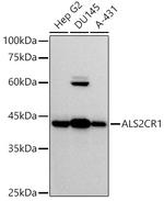 ALS2CR1 Antibody in Western Blot (WB)