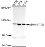 C12orf11 Antibody in Western Blot (WB)