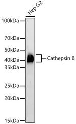 Cathepsin B Antibody in Western Blot (WB)