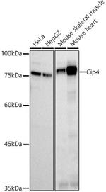 TRIP10 Antibody in Western Blot (WB)