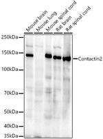 Contactin 2 Antibody in Western Blot (WB)