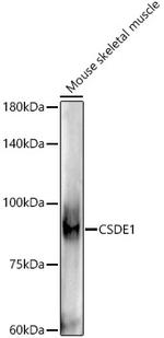 CSDE1 Antibody in Western Blot (WB)