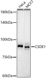 CSDE1 Antibody in Western Blot (WB)