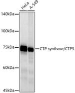 CTPS Antibody in Western Blot (WB)