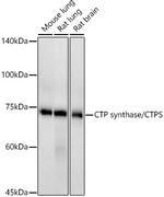 CTPS Antibody in Western Blot (WB)