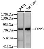 DPP3 Antibody in Western Blot (WB)