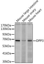 DPP3 Antibody in Western Blot (WB)