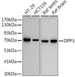 DPP3 Antibody in Western Blot (WB)