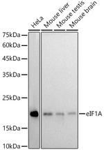 eIF1AX Antibody in Western Blot (WB)