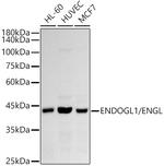 ENDOGL1 Antibody in Western Blot (WB)