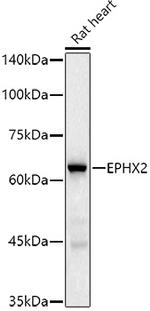 EPHX2 Antibody in Western Blot (WB)