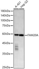 FAM20A Antibody in Western Blot (WB)