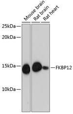 FKBP12 Antibody in Western Blot (WB)