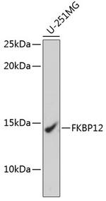 FKBP12 Antibody in Western Blot (WB)