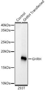 GHRH Antibody in Western Blot (WB)