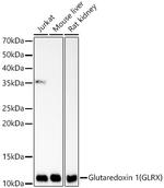 GLRX Antibody in Western Blot (WB)