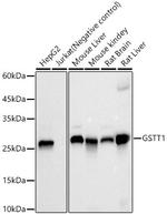 GSTT1 Antibody in Western Blot (WB)