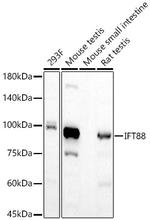 IFT88 Antibody in Western Blot (WB)