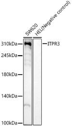 ITPR3 Antibody in Western Blot (WB)