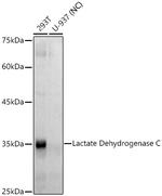 LDHC Antibody in Western Blot (WB)